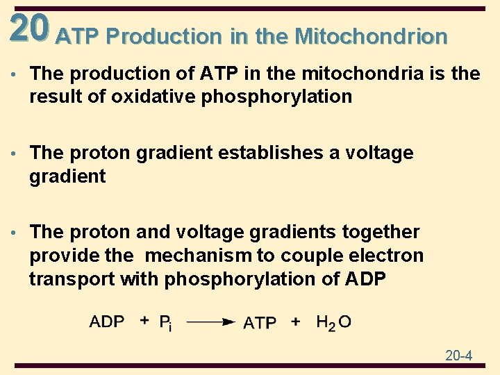 20 ATP Production in the Mitochondrion • The production of ATP in the mitochondria