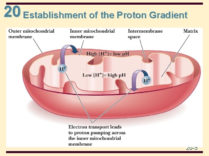 20 Establishment of the Proton Gradient 20 -5 