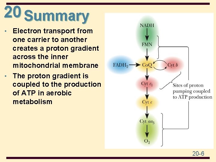 20 Summary • Electron transport from one carrier to another creates a proton gradient