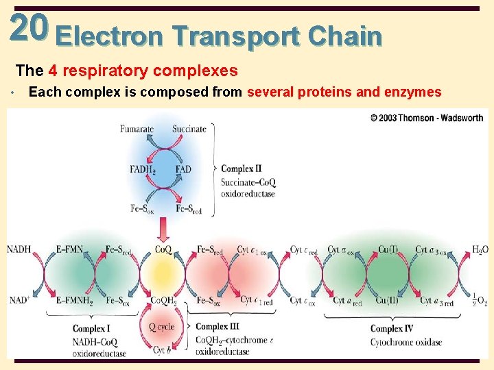 20 Electron Transport Chain The 4 respiratory complexes • Each complex is composed from