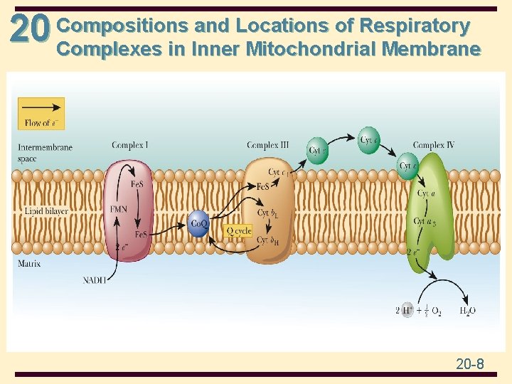 and Locations of Respiratory 20 Compositions Complexes in Inner Mitochondrial Membrane 20 -8 