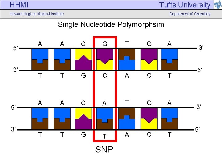 HHMI Tufts University Howard Hughes Medical Institute Department of Chemistry Single Nucleotide Polymorphsim 5’ HHMI Tufts University Howard Hughes Medical Institute Department of Chemistry Single Nucleotide Polymorphsim 5’