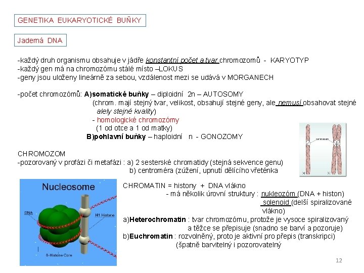 GENETIKA EUKARYOTICKÉ BUŇKY Jaderná DNA -každý druh organismu obsahuje v jádře konstantní počet a