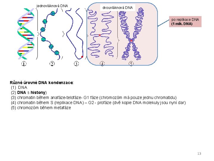 jednovláknová DNA dvouvláknová DNA po replikace DNA (1 mlk. DNA) Různé úrovně DNA kondenzace: