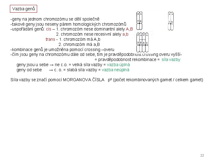 Vazba genů -geny na jednom chromozómu se dělí společně -takové geny jsou neseny párem