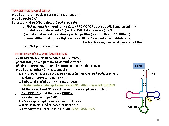 TRANSKRIPCE (přepis) GENU -probíhá v jádře , popř. mitochondriích, plastidech -probíhá podle DNA -Postup: