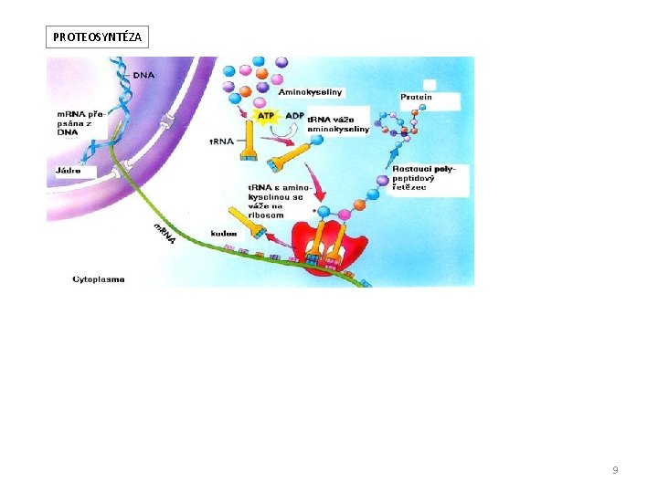 PROTEOSYNTÉZA 9 