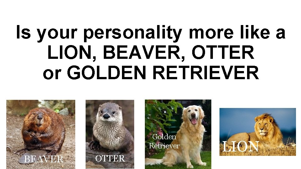Is your personality more like a LION, BEAVER, OTTER or GOLDEN RETRIEVER Golden Retriever