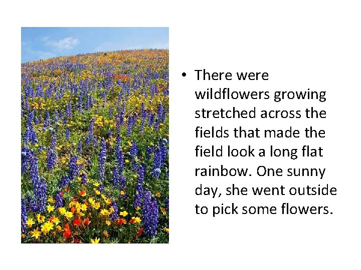  • There wildflowers growing stretched across the fields that made the field look