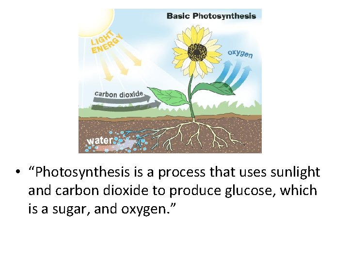  • “Photosynthesis is a process that uses sunlight and carbon dioxide to produce