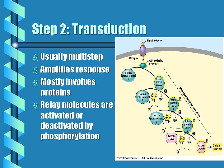 Step 2: Transduction b Usually multistep b Amplifies response b Mostly involves proteins b