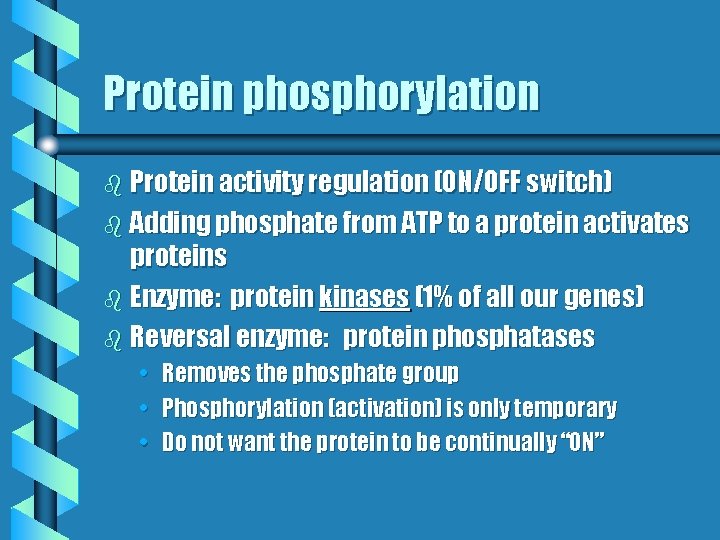 Protein phosphorylation b Protein activity regulation (ON/OFF switch) b Adding phosphate from ATP to