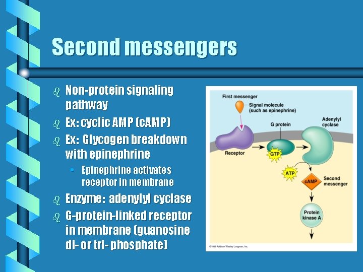 Second messengers b b b Non-protein signaling pathway Ex: cyclic AMP (c. AMP) Ex: