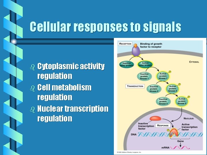 Cellular responses to signals b Cytoplasmic activity regulation b Cell metabolism regulation b Nuclear