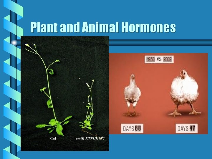 Plant and Animal Hormones 