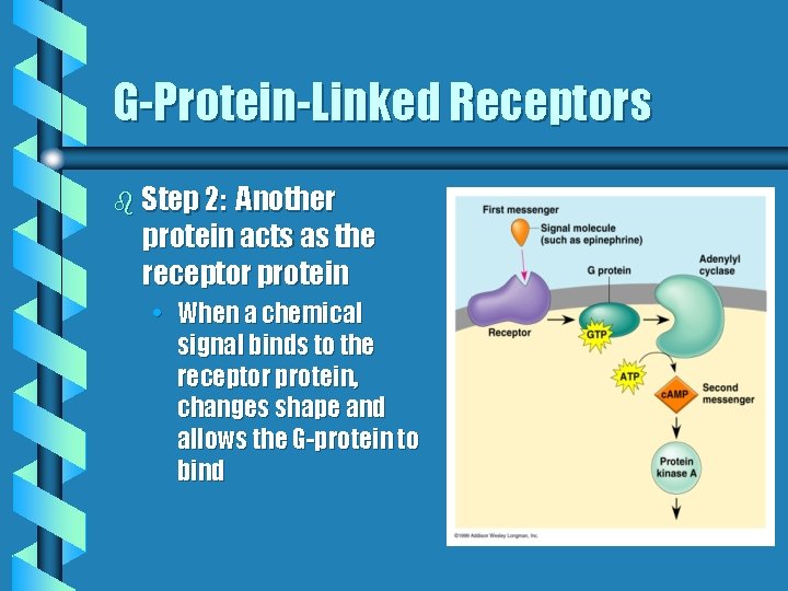 G-Protein-Linked Receptors b Step 2: Another protein acts as the receptor protein • When