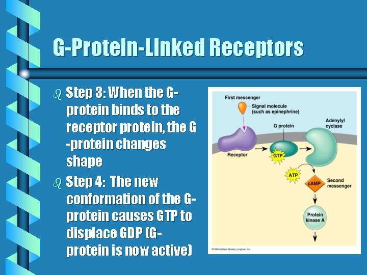 G-Protein-Linked Receptors b Step 3: When the G- protein binds to the receptor protein,