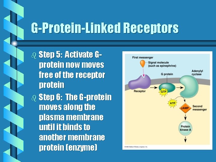 G-Protein-Linked Receptors b Step 5: Activate Gprotein now moves free of the receptor protein