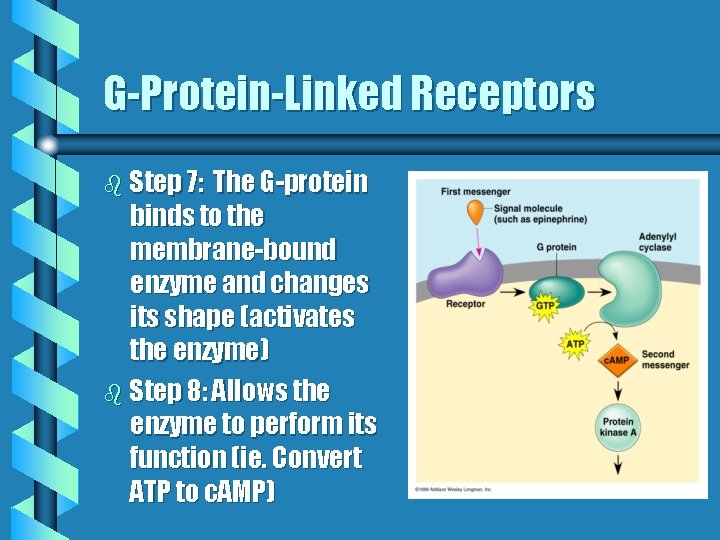 G-Protein-Linked Receptors b Step 7: The G-protein binds to the membrane-bound enzyme and changes