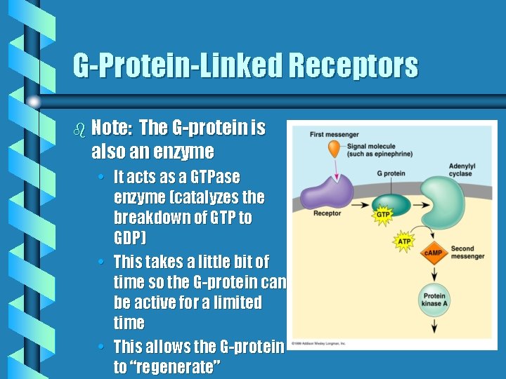 G-Protein-Linked Receptors b Note: The G-protein is also an enzyme • It acts as