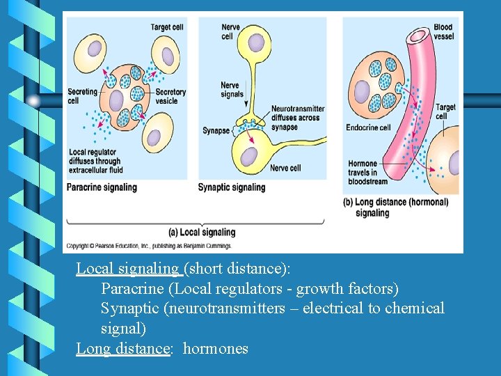 Local signaling (short distance): Paracrine (Local regulators - growth factors) Synaptic (neurotransmitters – electrical
