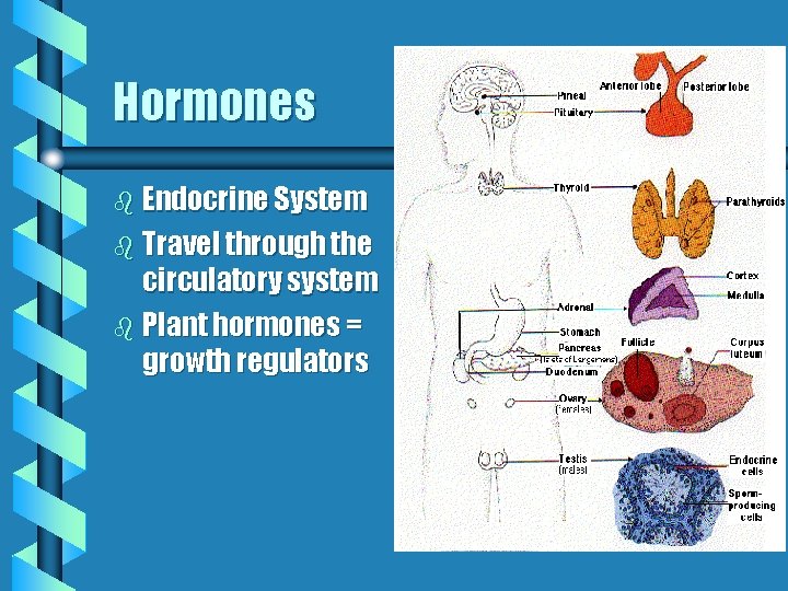 Hormones b Endocrine System b Travel through the circulatory system b Plant hormones =