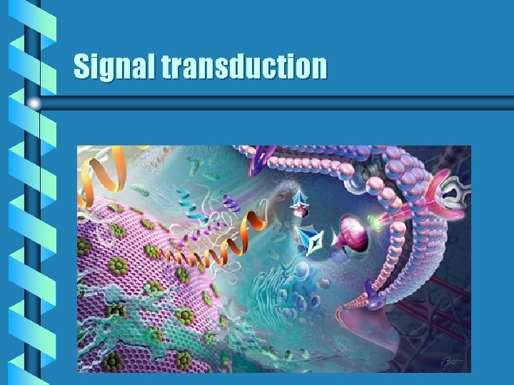 Signal transduction 