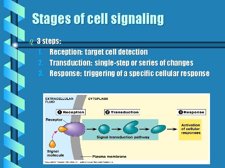 Stages of cell signaling b 3 steps: 1. Reception: target cell detection 2. Transduction: