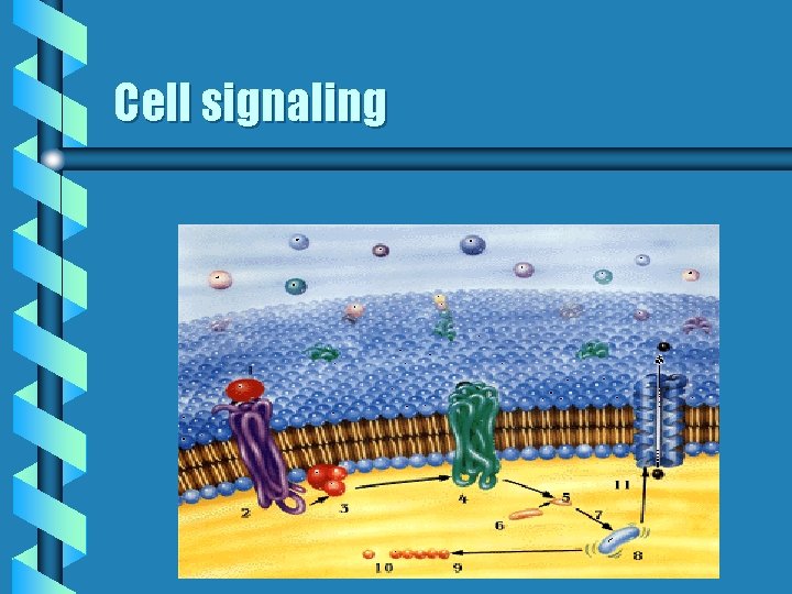 Cell signaling 