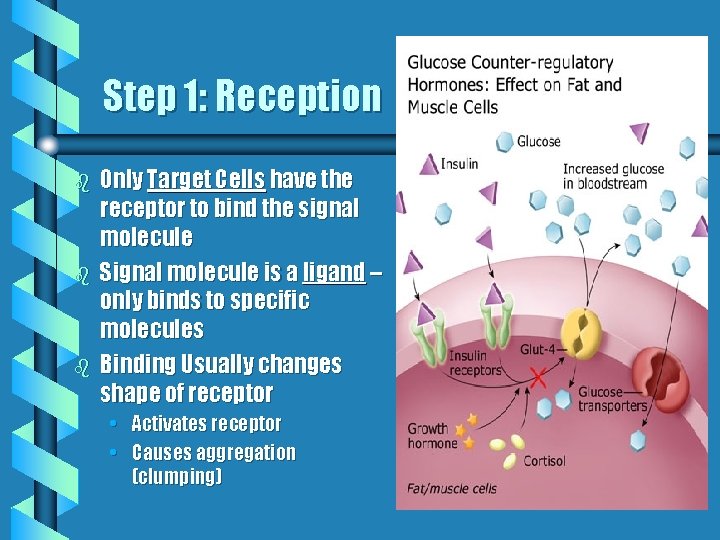 Step 1: Reception b b b Only Target Cells have the receptor to bind