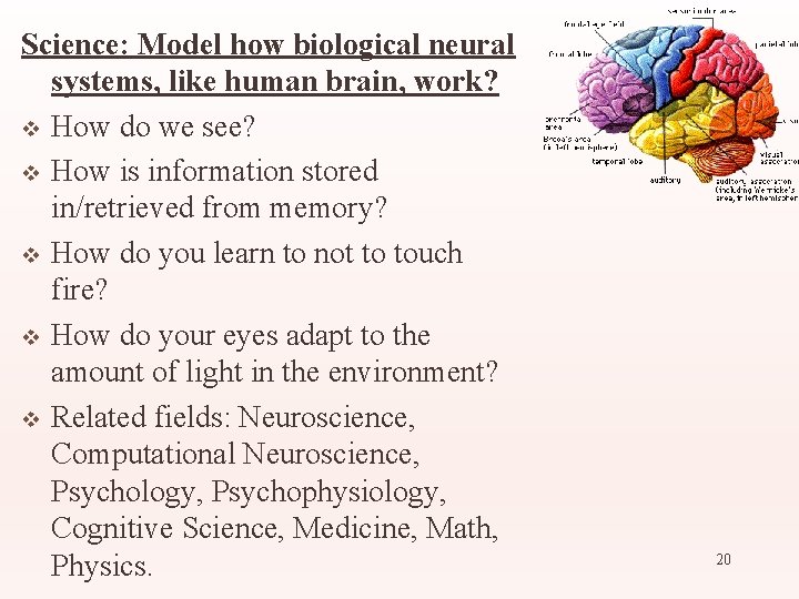 Science: Model how biological neural systems, like human brain, work? v How do we