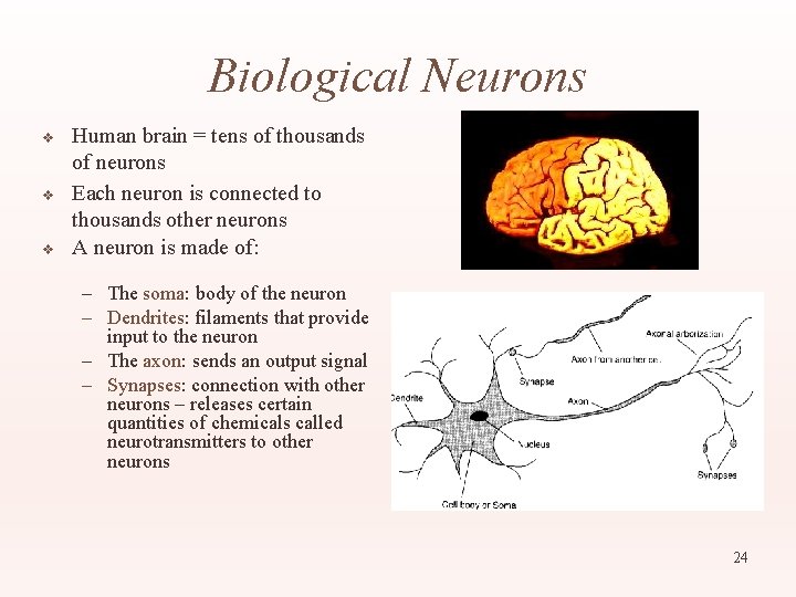 Biological Neurons v v v Human brain = tens of thousands of neurons Each