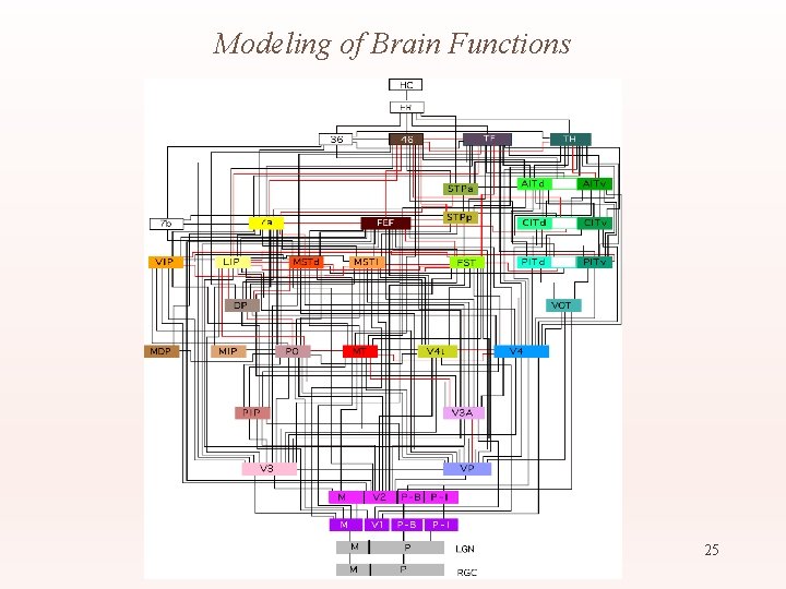 Modeling of Brain Functions 25 
