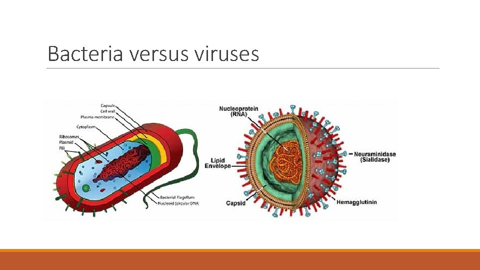 Bacteria versus viruses 