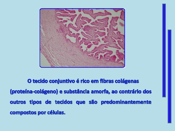 O tecido conjuntivo é rico em fibras colágenas (proteína-colágeno) e substância amorfa, ao contrário