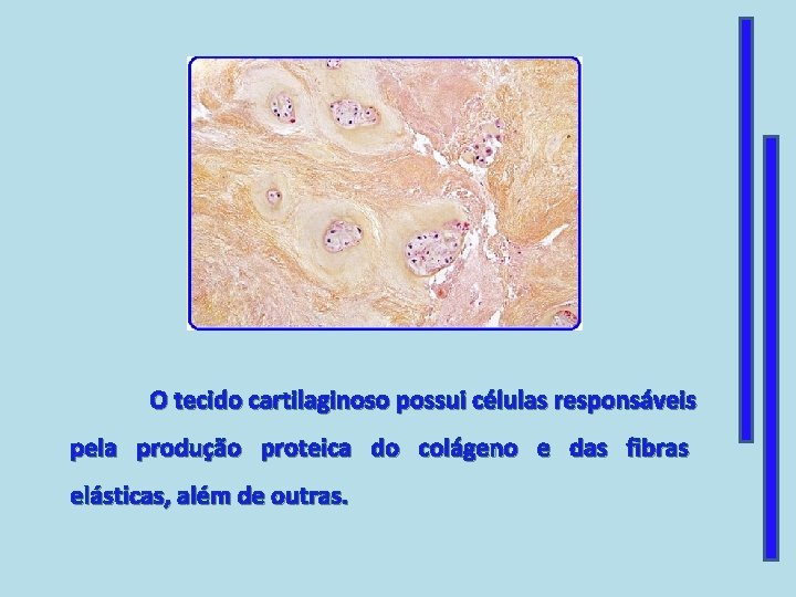 O tecido cartilaginoso possui células responsáveis pela produção proteica do colágeno e das fibras O tecido cartilaginoso possui células responsáveis pela produção proteica do colágeno e das fibras