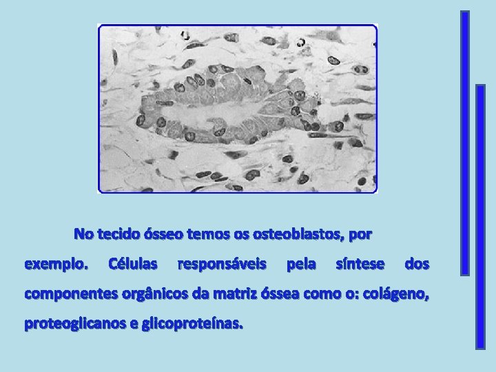 No tecido ósseo temos os osteoblastos, por exemplo. Células responsáveis pela síntese dos componentes