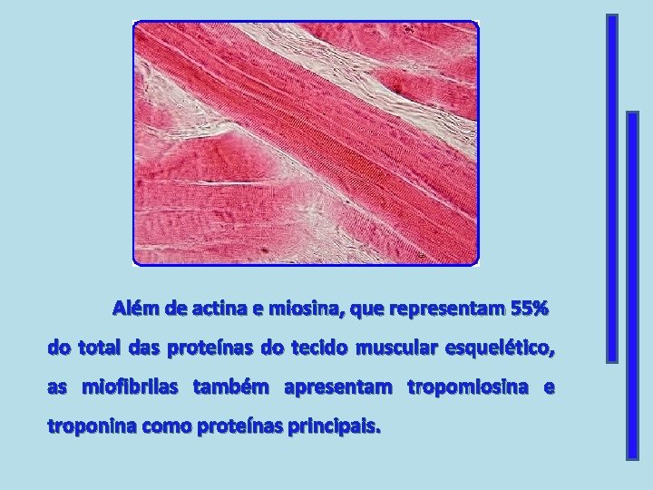 Além de actina e miosina, que representam 55% do total das proteínas do tecido