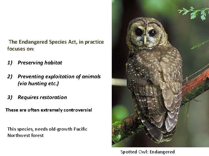 The Endangered Species Act, in practice focuses on: 1) Preserving habitat 2) Preventing exploitation