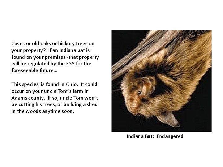 Caves or old oaks or hickory trees on your property? If an Indiana bat