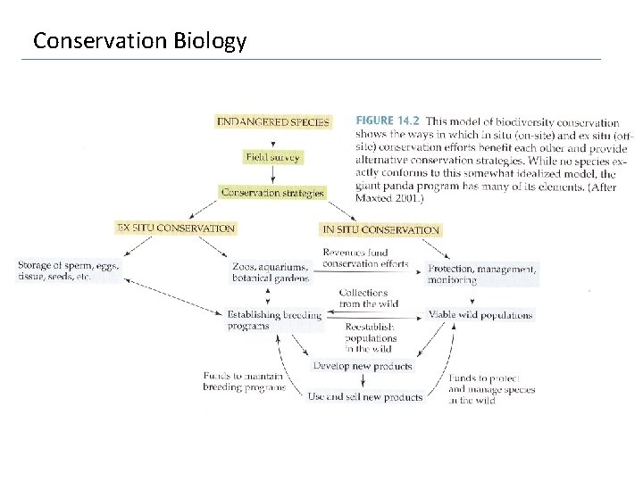 Conservation Biology 