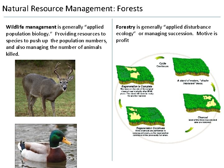 Natural Resource Management: Forests Wildlife management is generally “applied population biology. ” Providing resources