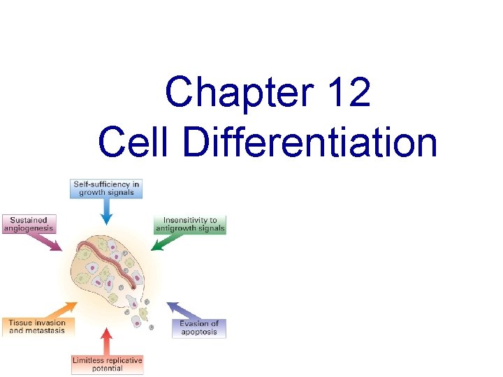 Chapter 12 Cell Differentiation 
