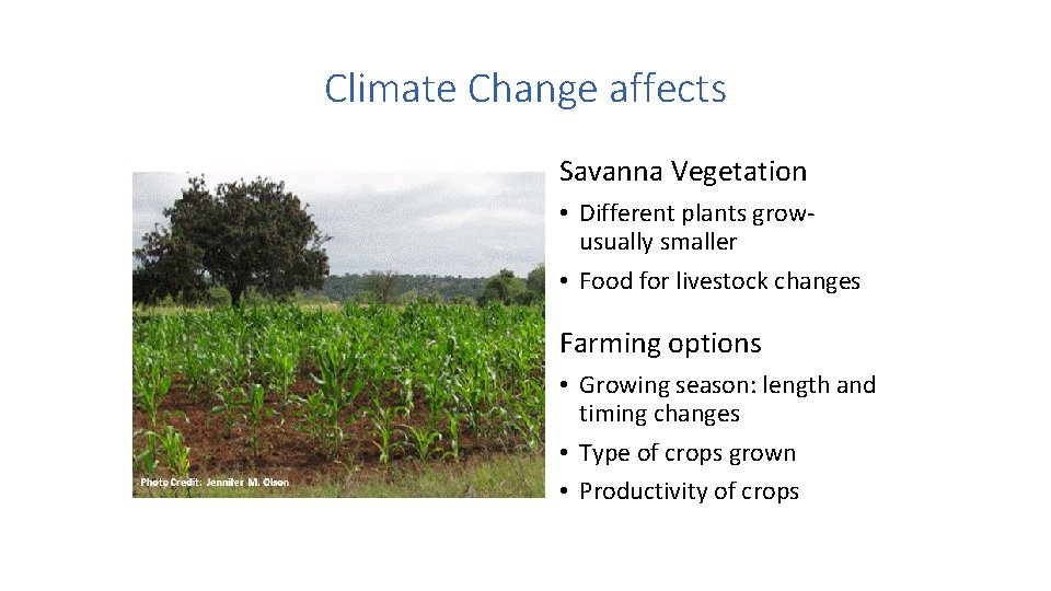 Climate Change affects Savanna Vegetation • Different plants growusually smaller • Food for livestock Climate Change affects Savanna Vegetation • Different plants growusually smaller • Food for livestock