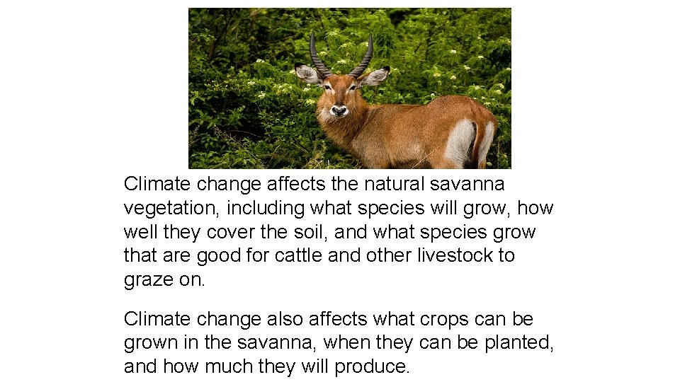 Climate change affects the natural savanna vegetation, including what species will grow, how well Climate change affects the natural savanna vegetation, including what species will grow, how well