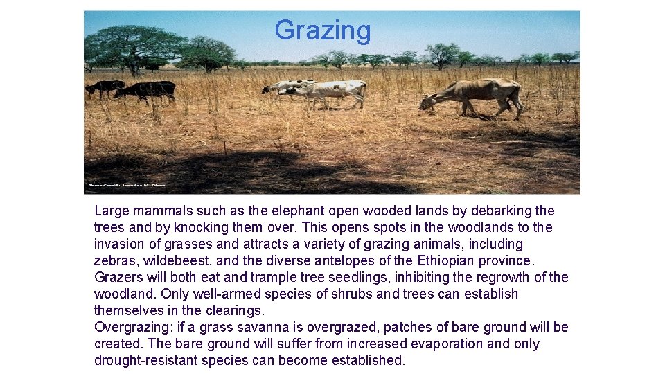 Grazing Large mammals such as the elephant open wooded lands by debarking the trees Grazing Large mammals such as the elephant open wooded lands by debarking the trees