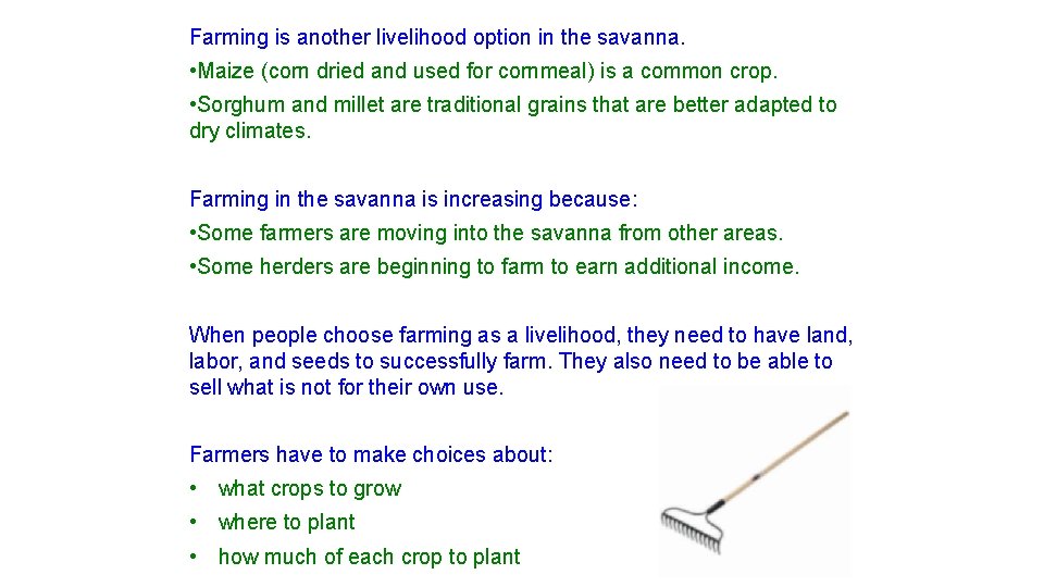 Farming is another livelihood option in the savanna. • Maize (corn dried and used Farming is another livelihood option in the savanna. • Maize (corn dried and used