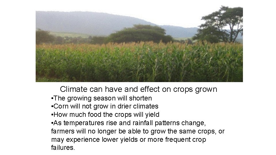 Climate can have and effect on crops grown • The growing season will shorten Climate can have and effect on crops grown • The growing season will shorten