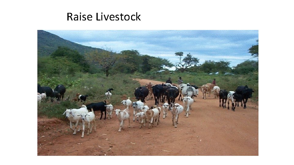 Raise Livestock Raise Livestock
