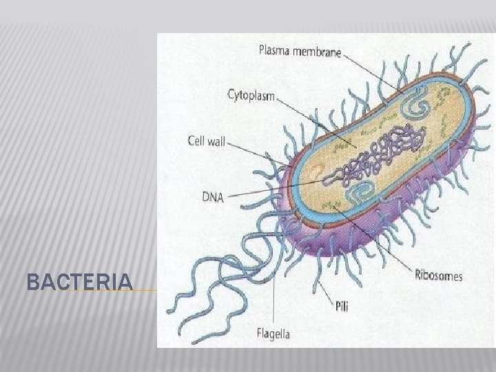 BACTERIA 